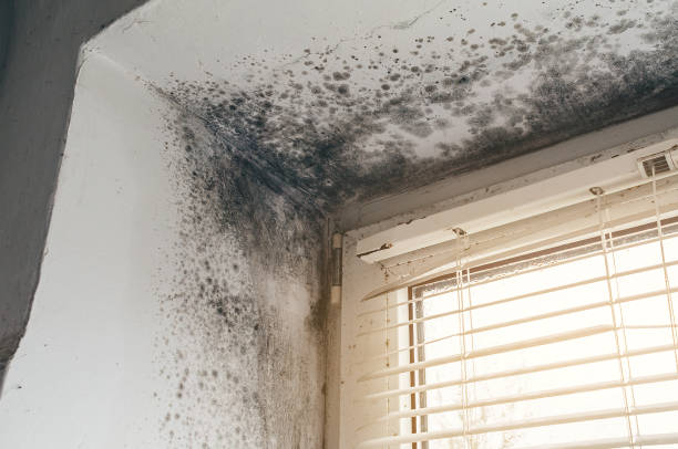 Trusted Attic Mold Removal service in Raritan, NJ - Cheap Mold Removal